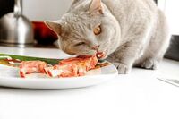 Ніякої ковбаси: 6 продуктів, які категорично не можна давати котам