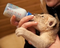 Зоопарк Рівного зробив відкриття у вигодовуванні новонароджених левенят