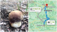 Безстрашні грибники штурмуть ліси на півночі Рівненщини. Радіють боровичкам (ФОТО/ВІДЕО)
