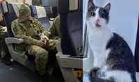 Том з-під Бахмута: історія «фронтового» кота, фото якого облетіло світ (ФОТО/ВІДЕО)