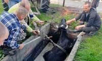 Корова впала у септик на Рівненщині (ФОТО)