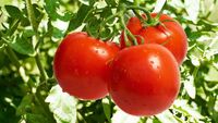 Ніякої «хімії» – тільки натуральні компоненти: як наші бабусі збільшували врожай помідорів