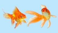 Новий вид «шахрайства»: акваріумні рибки вкрали гроші з кредитки (ВІДЕО)