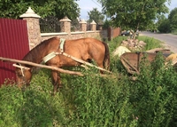 Нетверезий злодій на Рівненщині вивозив поцуплене на краденому коні (ФОТО)
