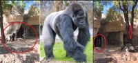 Велетенський самець горили ледь не пошматував двох жінок у зоопарку на очах у дітей (ВІДЕО)