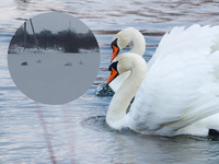 На водоймі неподалік Рівного замерзають лебеді (ФОТО)
