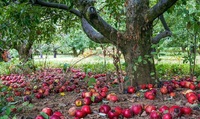 Чому з дерева падають недозрілі яблука? Виправити це дуже просто