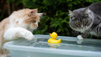 Вони не бояться води: котів цих порід сміливо можна купати 