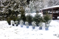 І великі, і маленькі. Шалений вибір новорічних дерев на Рівненщині (32 ФОТО)