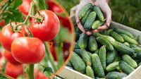 Чи можна саджати огірки та помідори поруч: Відповідь вас здивує!