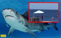 «Ту саму акулу», яка відкусила руку дитині, побачили у Єгипті дайвери з Рівного? (ФОТО/ВІДЕО)