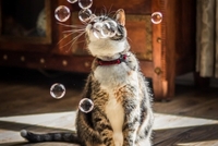 Коти і бульбашки: кумедне відео