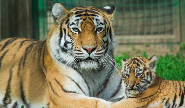 Амурські тигри - фото з сайту Екопарку
