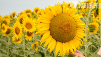 Неймовірна краса: у Рівненському районі розцвіли поля золотих соняшників (ФОТО)