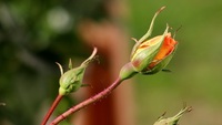 Санітарна обрізка троянд: спосіб, якій підійде для всіх видів