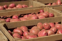 На Рівненщині росте радіоактивна картопля