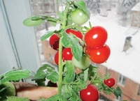 Домашні помідори на Новий рік: як виростити кімнатні томати з живців