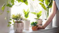 Вбережуть від стресу та притягнуть удачу: кімнатні рослини, які зроблять вас щасливими