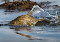 Рибний переполох: на Рівненщині проводить рейди рибоохоронний патруль (ФОТО)