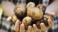 Не менше ніж 10 бульб під кущем: ТОП-5 найкращих сортів картоплі, які дадуть максимальний врожай