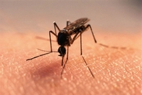 Як рівнянам захиститися від укусів комарів