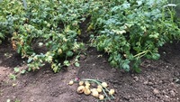 Поради від людей із досвідом: як оздоровити ґрунт після збору картоплі