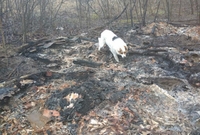 Невідомі спалили понад 20 собачих будок у Рівному (ФОТО)