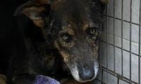 Шукають дім псу, врятованому з браконьєрської пастки у Рівному (ФОТО)