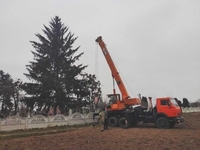 Ялинку з кладовища вже встановили у Дубні (ФОТО) 