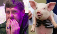 Хряк на ім'я Рамзан та «кадирівські» льохи: в Україні вивели унікальну породу свиней