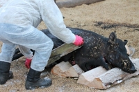 Від африканської чуми свиней постраждали два райони Рівненщини
