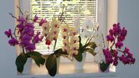 Будуть на кожному підвіконні: у Тайвані вивели сорт орхідей «УКРАЇНА» (ФОТО)