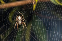 Одна рослина біля вашого дому «приманює» павуків у будинок