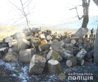 У сусідній області знайшли крадені дуби з Рівненщини (ФОТО)