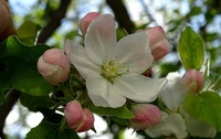 Як посадити яблуню, а вже за рік збирати урожай? Секрети старого садівника