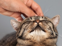 Чому коти люблять, коли їх гладять по голові