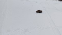 Не спиться: У Чорнобилі показали тваринку, яка вже прокинулася з зимової сплячки