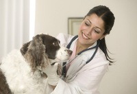 Сьогодні - День ветеринара: вітання, листівки та СМС (ФОТО)