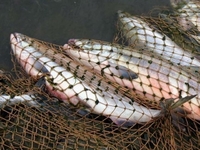 На Рівненщині чоловік «наловив риби» майже на дві тисячі гривень