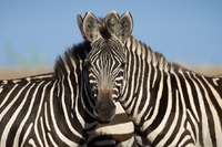 Оптичний обман: люди не можуть визначити, яка зебра стоїть попереду (ФОТО)