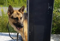 Собаку, якого прив'язали на трасі, назвали Ромчиком, а поліцейські шукають горе-власника (ВІДЕО)