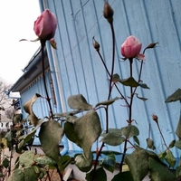 У Рівному на Різдво зацвіли троянди: чи загрожує їм загибель (ФОТО)