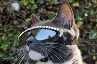 Кіт у сонячних окулярах підкорив мережу