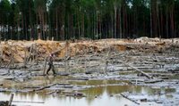 Крадене дерево – на ЗСУ, бурштин – державі: як прокуратура Рівненщини захищає довкілля