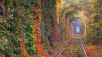 Британська Daily Mail назвала «Тунель кохання» в Клевані одним з найромантичніших куточків світу