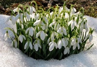«Рання весна як рання весна»: Якою буде погода на початку березня