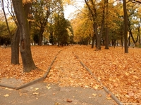 Опале листя у Рівному хочуть переробляти  (ФОТО)