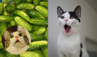 Експерти розповіли, чому коти бояться огірків (ВІДЕО)