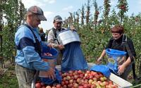 Українські заробітчани відмовляються приїжджати до Польщі на збір яблук