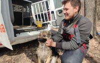 Неймовірний порятунок собаки, що тиждень дрейфувала на крижині (ФОТО/ВІДЕО)